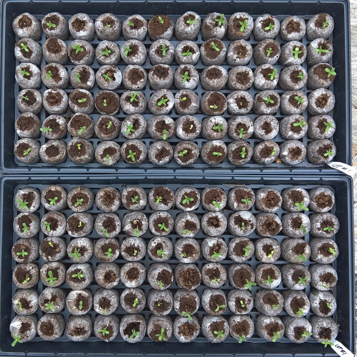 Germination Test - Lot #1 108hrs