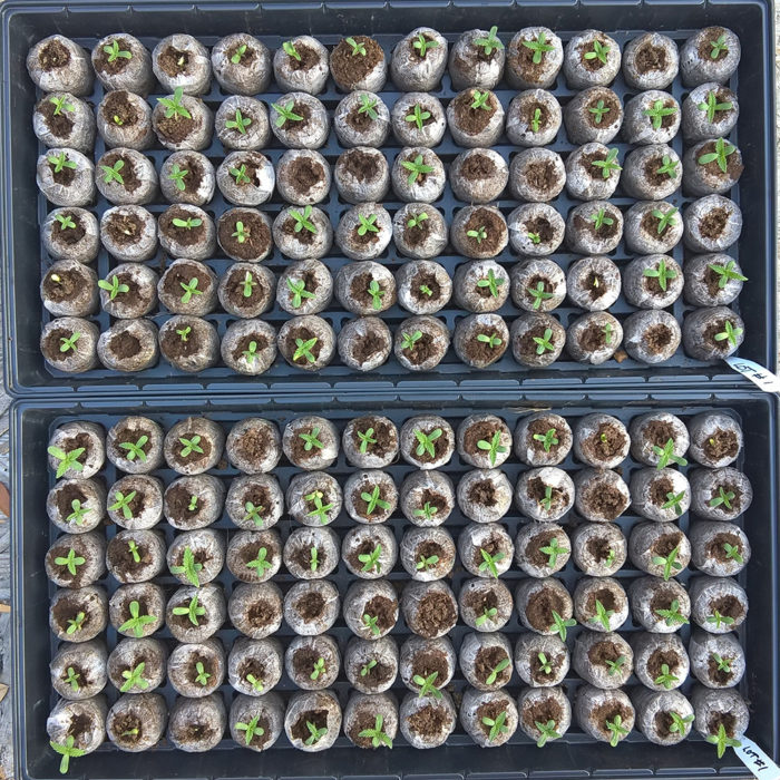 Germination Test - Lot #1 120hrs