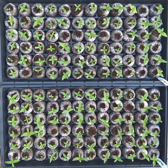 Germination Test - Lot #1 144hrs