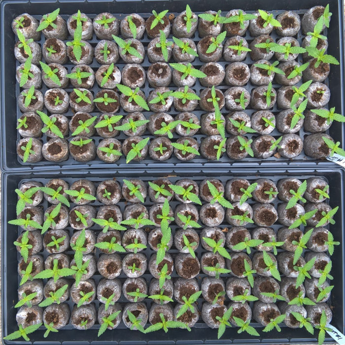 Germination Test - Lot #1 168hrs