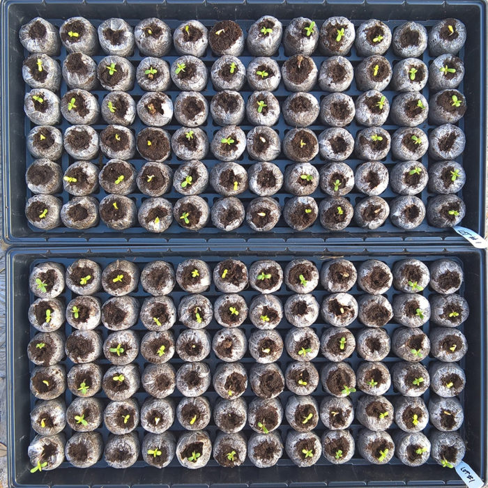 Germination Test Lot #1 96 hrs