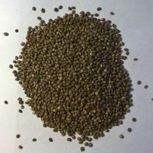 Alabama Sunshine Hemp Seeds