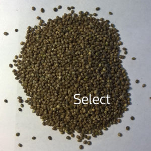 Alabama Sunshine Select Hemp Seeds